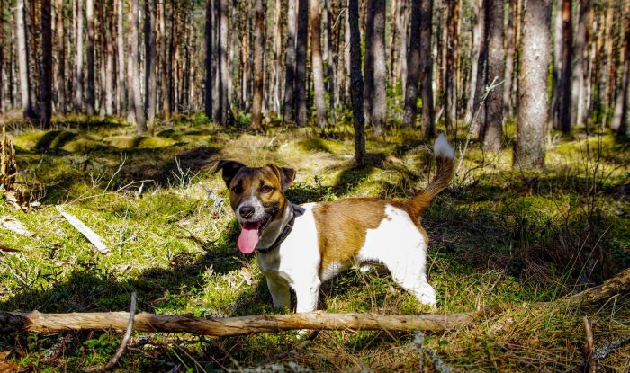  Jack Russell Terrier – cele mai importante informații despre rasă